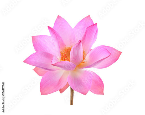 petal lotus flower isolated  on  trasparent png © nathanipha99