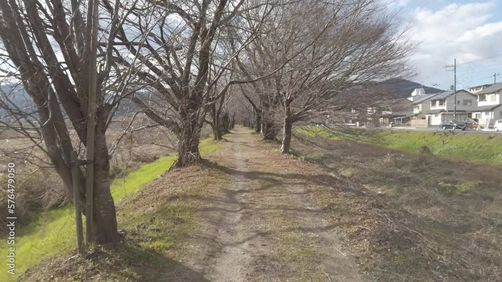camera travelling through a path surrounded by trees camera travelling through a path surrounded by trees