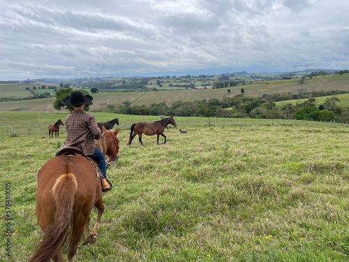 Nellore cattle on a farm in Brazil. Farmer with hat riding a horse