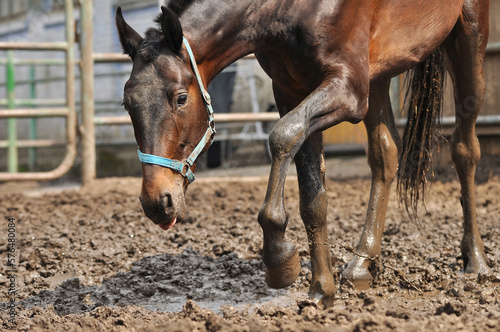 Bay trotting horse splashes muddy water standing in a puddle in a paddoсk. Funny portrait of a brown horse