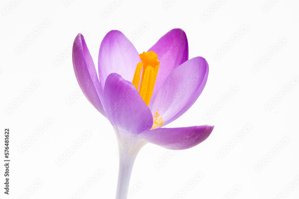 Closeup image of a Crocus tommasinianus against a white background Closeup image of a Crocus tommasinianus against a white background