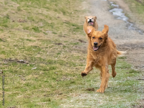 Dogs running in a grassy field. 
