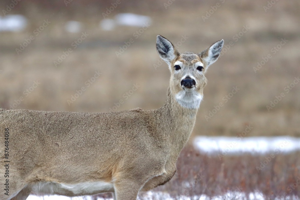 White Tailed Deer Montana White Tailed Deer Montana