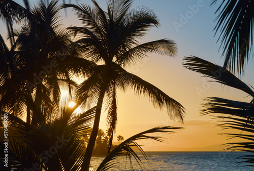 Fototapeta Naklejka Na Ścianę i Meble -  palm trees at sunset