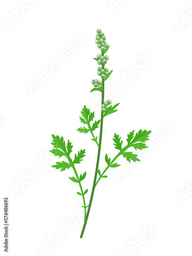 Vector illustration, Artemisia vulgaris or common mugwort, isolated on white background.