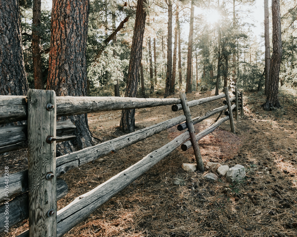 fence in forest fence in forest