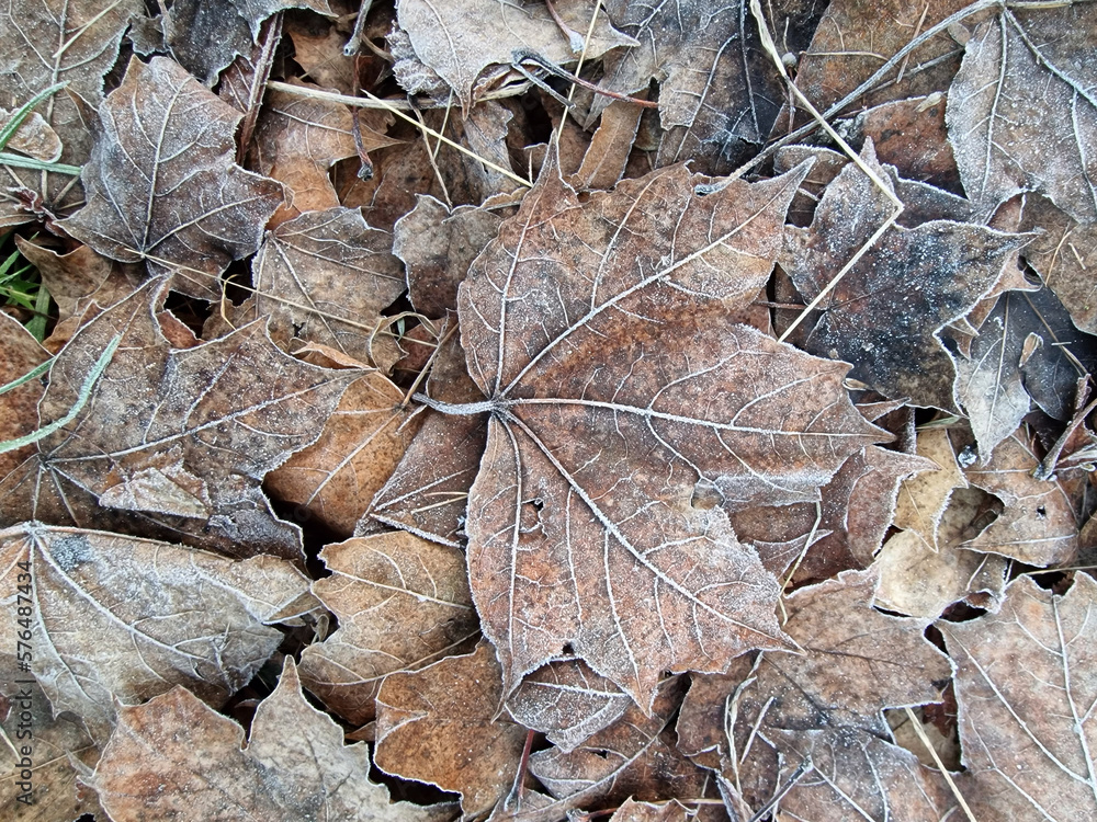 Fallen leaves covered with frost on a cool spring morning in Julianowski Park, Lodz, Poland. Fallen leaves covered with frost on a cool spring morning in Julianowski Park, Lodz, Poland.