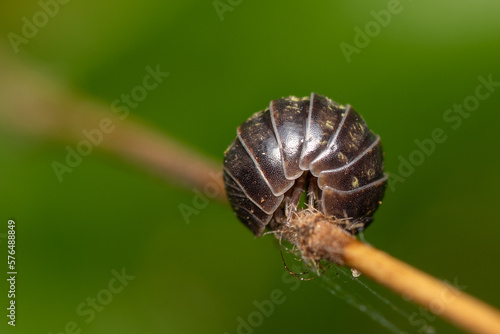 Kulanka (Armadillidium) on a green stalk