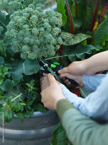 Mother and son harvesting broccoli 