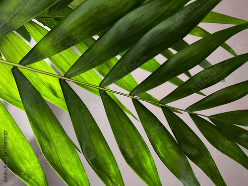 branches of tropical leaves