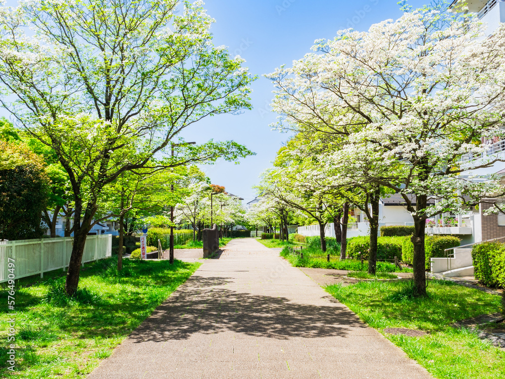 Fototapeta premium 郊外の住宅地 ハナミズキが咲く生活道路