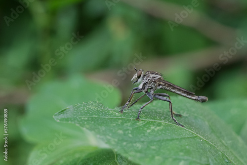 Philonicus is a genus of robber fly in the family Asilidae