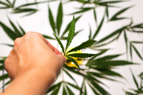 Cannabis leaf. Defocus cannabis leaf in hands on white background. Legalization, medicine. Flowering plant. Marijuana background. Out of focus photo