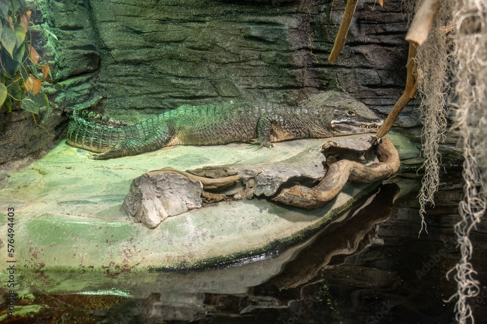 Alligator kept in captivity in a large terrarium. Alligator kept in captivity in a large terrarium.