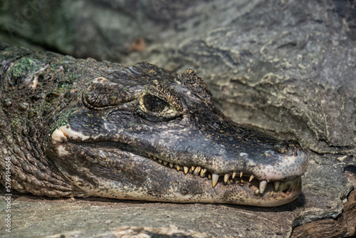 Alligator kept in captivity in a large terrarium.