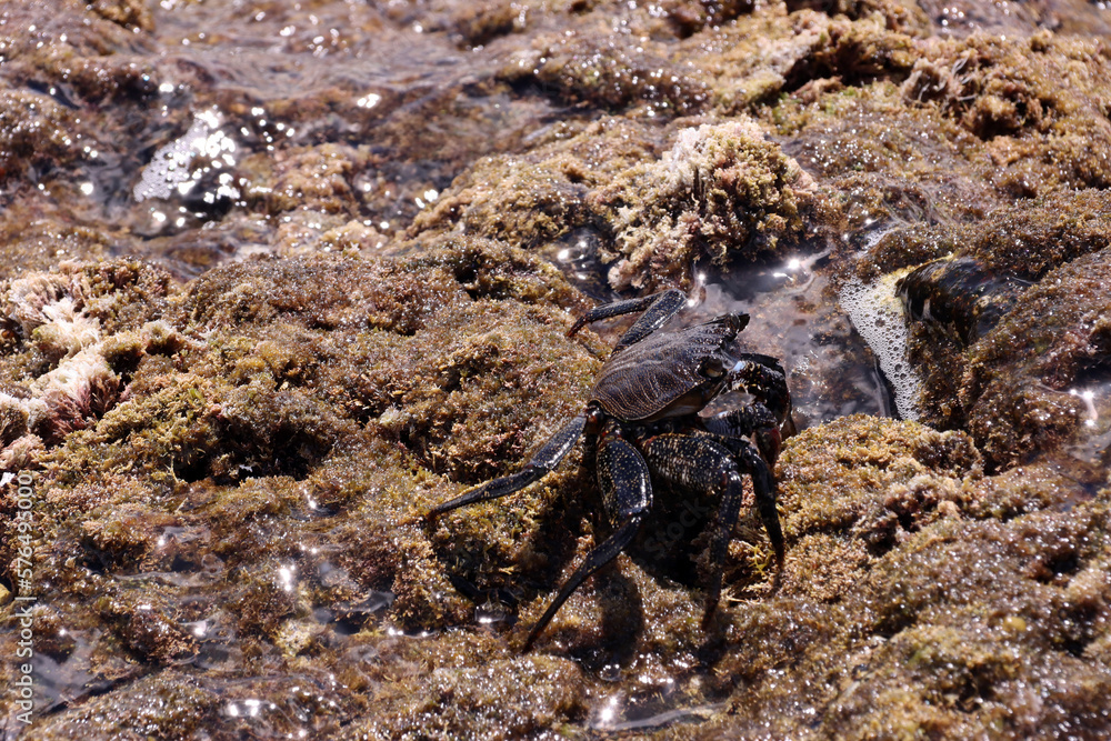 juvenile Grapsus adscensionis - Ostatlantische Rote Felsenkrabbe juvenile Grapsus adscensionis - Ostatlantische Rote Felsenkrabbe