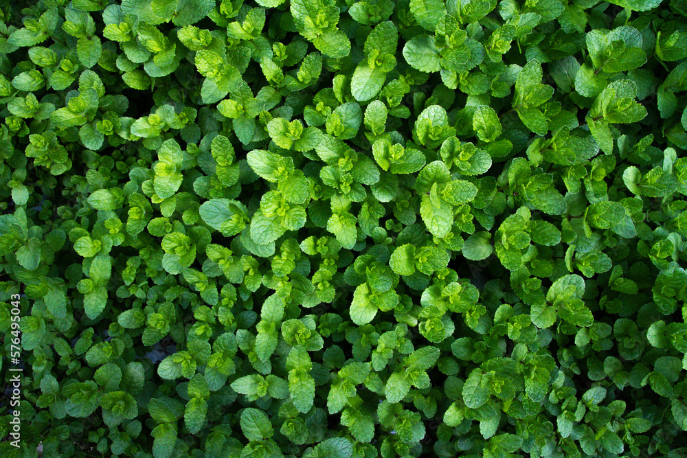 Obraz premium mint