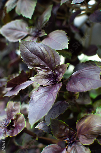 amethyst basil
