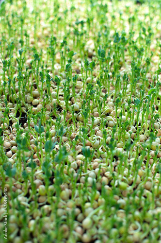 microgreens germinated pea seeds