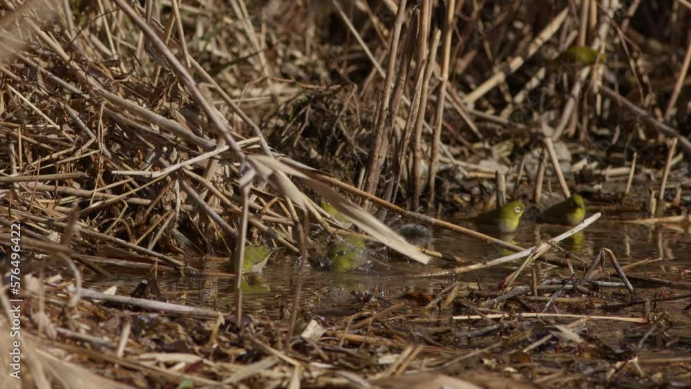 Warbling White-Eyes Bathing in a Pool of Water. Warbling White-Eyes Bathing in a Pool of Water.