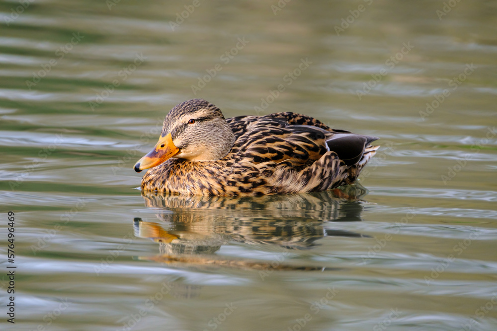 Female mallard duck, portrait of a duck with reflection in clean lake water. Female mallard duck, portrait of a duck with reflection in clean lake water.