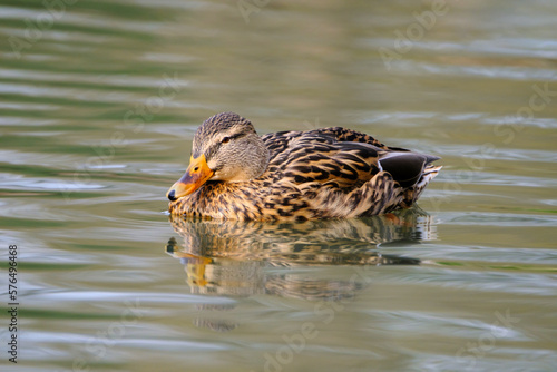 Female mallard duck, portrait of a duck with reflection in clean lake water.
