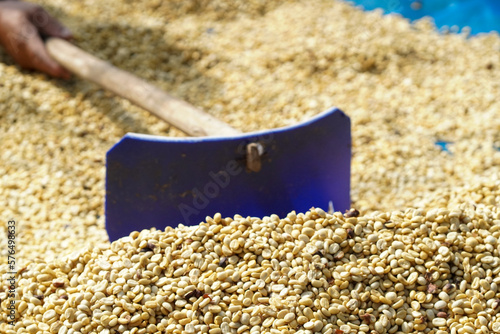 agriculture concept The berries are harvested to be processed into Parchment coffee, Arabica coffee. arabica coffee beans and arabica coffee berries by hand of farmer  photo