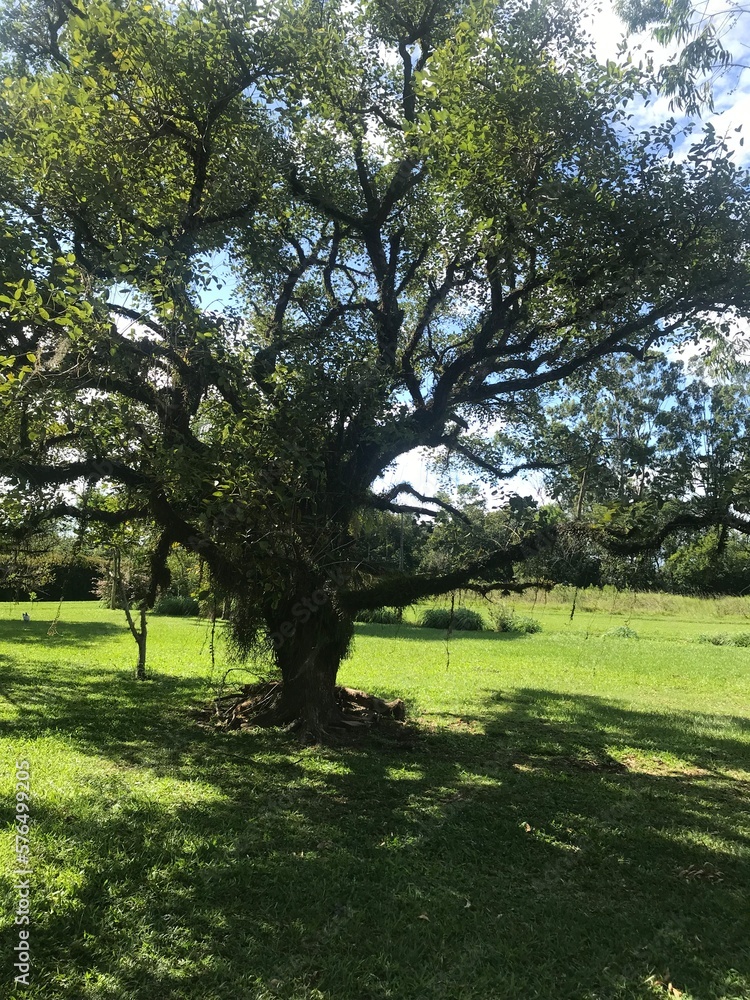 tree in the park