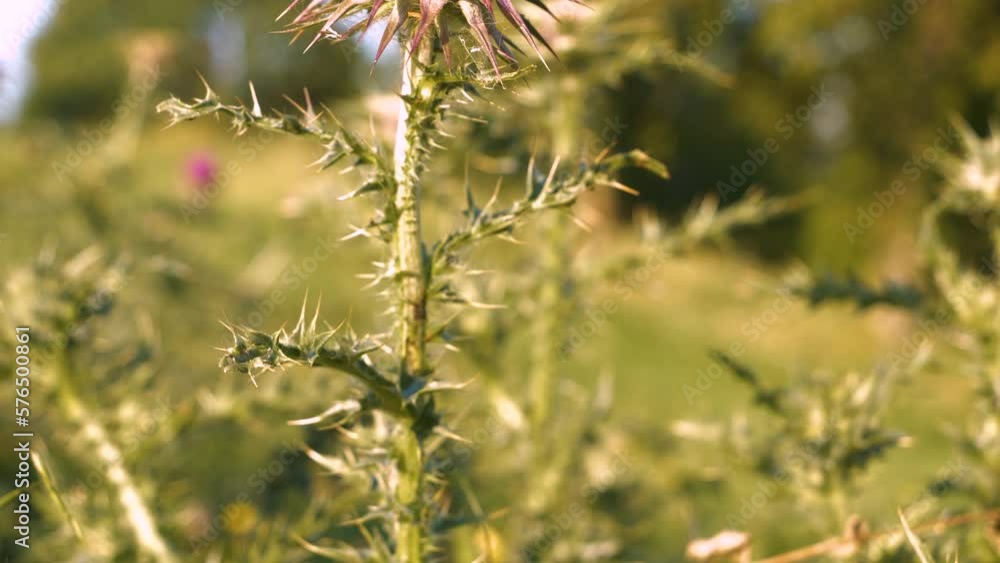 CLOSE UP, DOF: Purple flowering milk thistle with green spiny stem and leaves. Upright herbal plant armed with stiff, sharp spines. Beautiful blooming spiky blessed milk thistle in summer herb garden. CLOSE UP, DOF: Purple flowering milk thistle with green spiny stem and leaves. Upright herbal plant armed with stiff, sharp spines. Beautiful blooming spiky blessed milk thistle in summer herb garden.