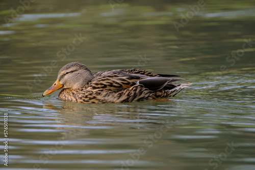 Female mallard duck, portrait of a duck with reflection in clean lake water.