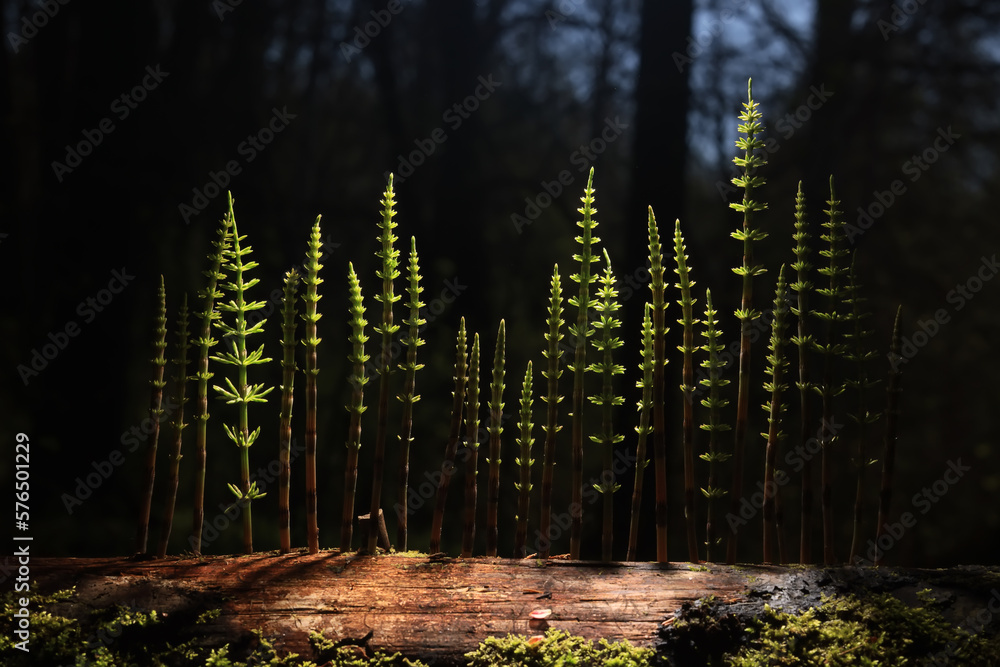 green shoots graphics concept nature horsetail in the forest