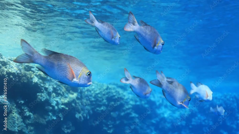 Fototapeta premium tropical fish on a coral reef underwater wildlife