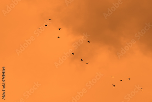 birds in the sky