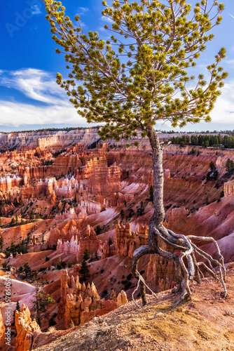 Tree Clings to Bryce Canyon Rim