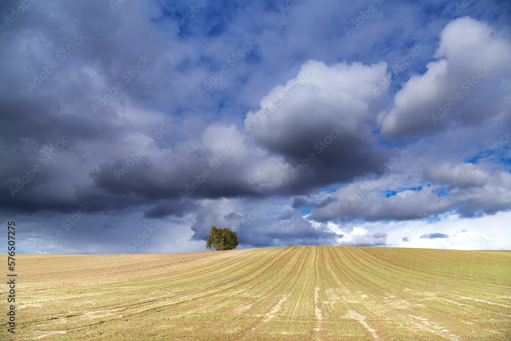 Fototapeta premium 秋撒き小麦畑と湧く雲（美瑛町）.jpg