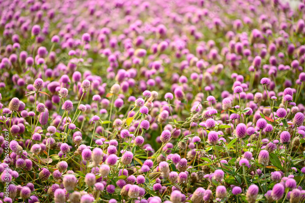 Beautiful pink Globe Amaranth flower blooming in garden