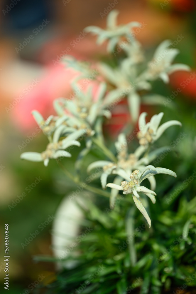 Beautiful Edelweiss flower blossom, Mountain flower and used in traditinal medine Beautiful Edelweiss flower blossom, Mountain flower and used in traditinal medine