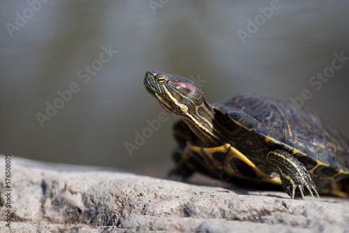 Water turtle on stone at lake, close-up macro