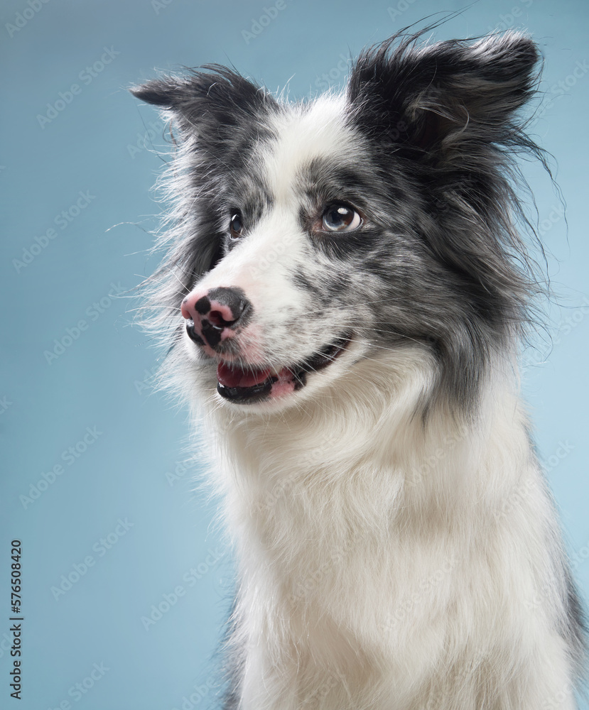 funny dog on a blue background. Funny looking border collie. Pet in studio 