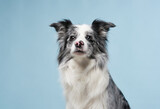 funny dog on a blue background. Funny looking border collie. Pet in studio 
