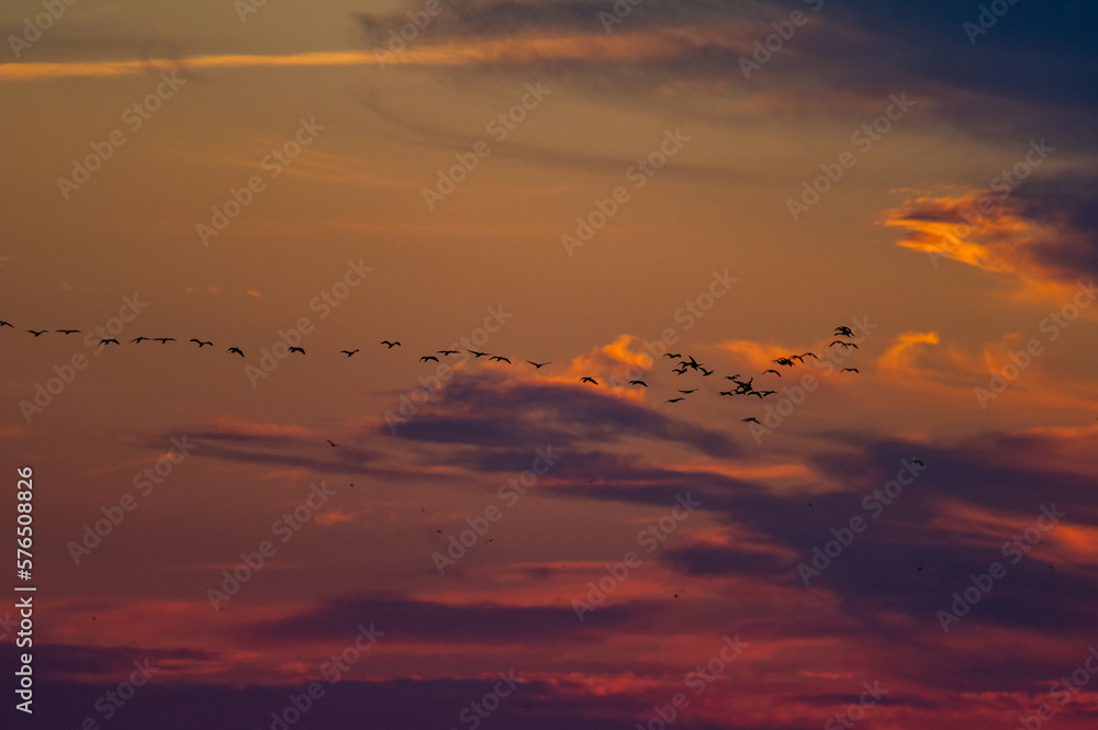 Line of Sea birds on Red Sky