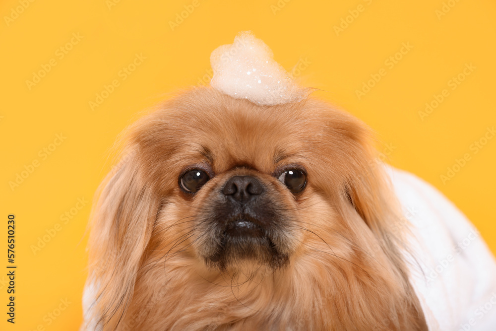 Cute Pekingese dog with towel and shampoo bubbles on yellow background. Pet hygiene