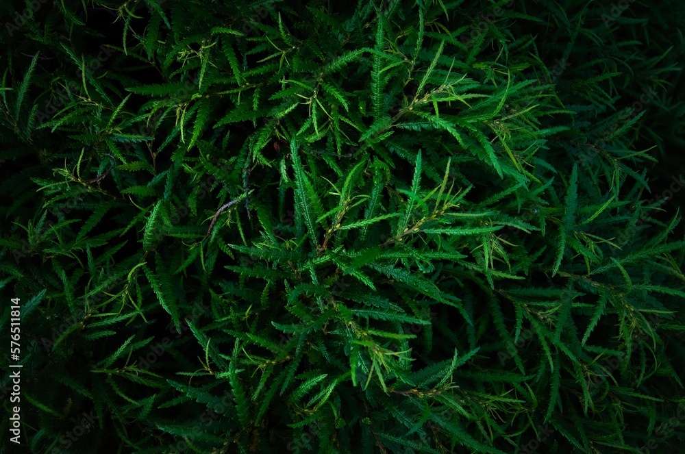 Low key, green background of sweet-fern (Comptonia peregrina) Low key, green background of sweet-fern (Comptonia peregrina)