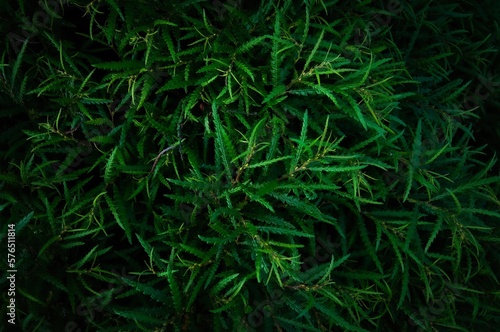 Low key, green background of sweet-fern (Comptonia peregrina)