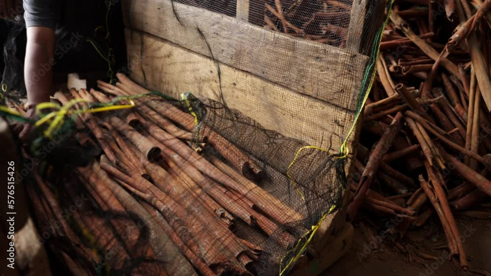 Cinnamon farmer grading dried quills. Tree bark harvest 