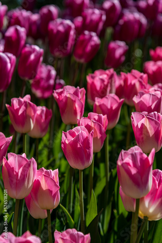 Tulip Festival