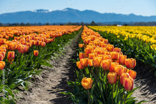 Tulip Festival