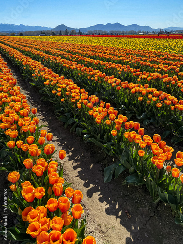 Tulip Festival