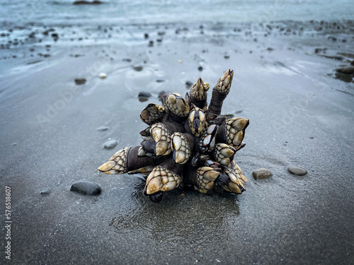 shell on the beach