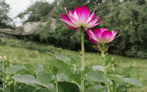 La flora de campo